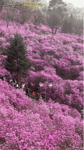  올해의 꽃놀이