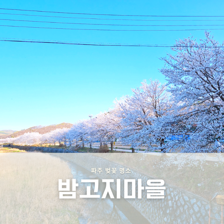  파주 벚꽃 축제 밤고지마을 눌노천 벚꽃 명소 개화시기 지금!