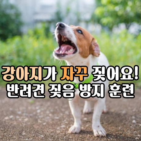  강아지가 자꾸 짖어요!