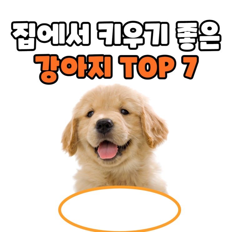집에서 키우기 좋은 강아지 TOP 7