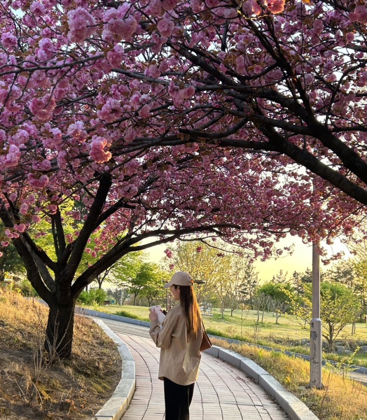 대구대학교에서 보는 겹벚꽃  ㅣ아직 끝나지않은 벚꽃놀이