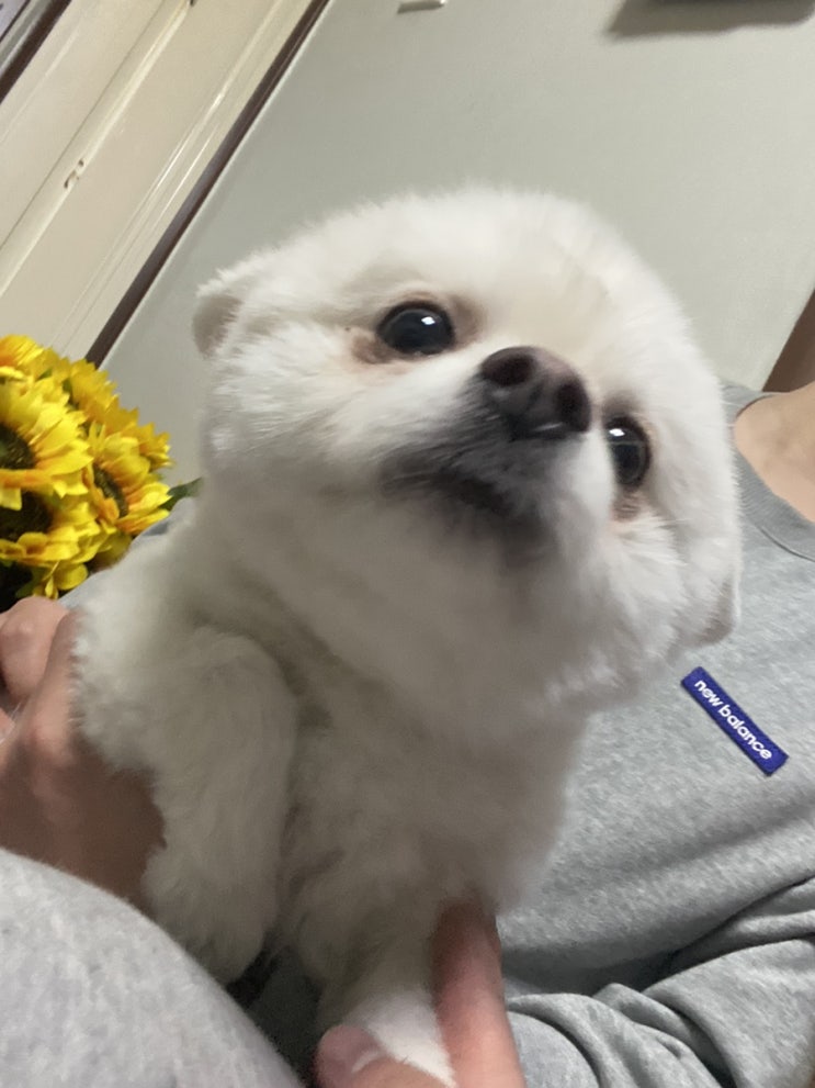  [룩또] 이번주 로또 1063회 당첨번호 조합 추천과 1062회 당첨금