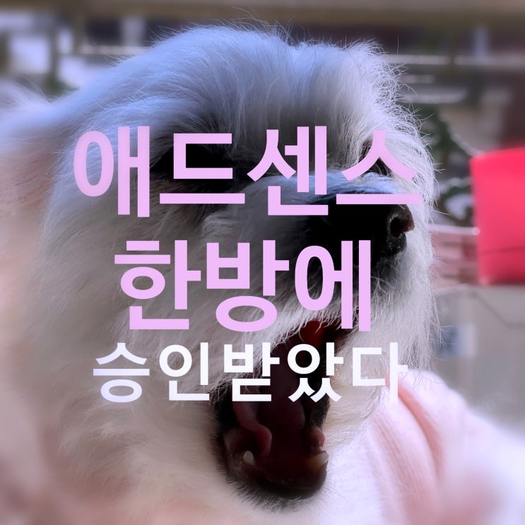  애드센스 한번에 통과한 썰 Feat.애드고시 수익