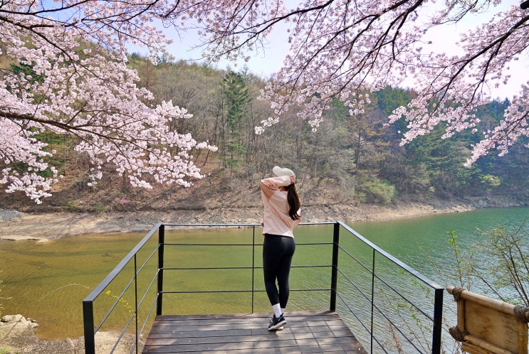  용인 벚꽃 카페 다람이커피, 용인데이트코스 갈월저수지