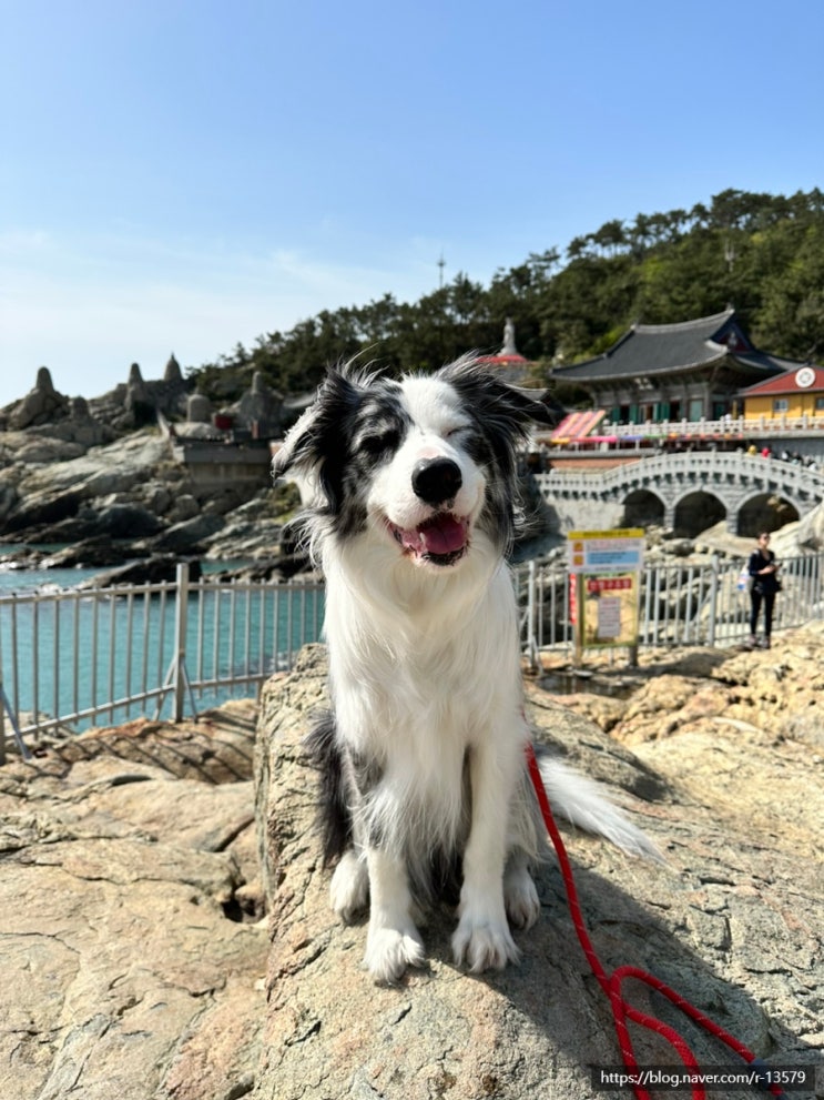  부산 기장 여행지 필수코스 반려견 동반가능한 해동용궁사, 주차요금