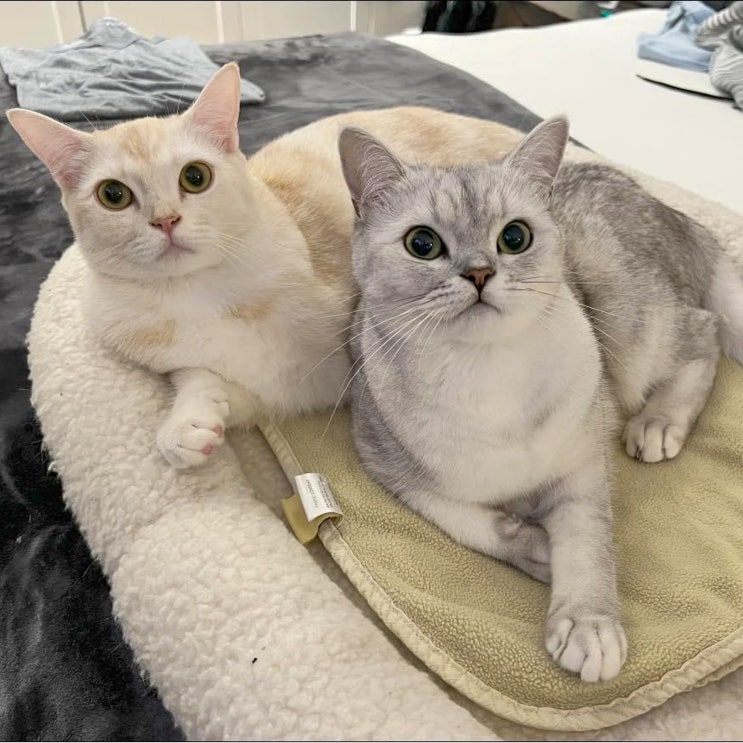  버밀라 고양이 포토, 페르시안 친칠라 특징 성격 버미즈 외모 가진 묘종