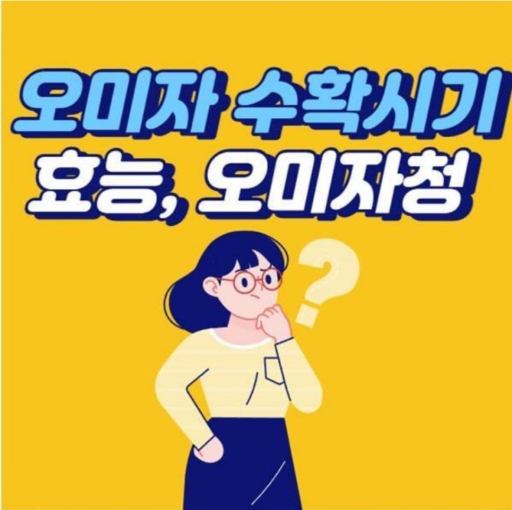 오미자수확시기 효능 - 오미자청 만드는법