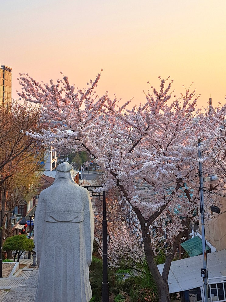 인천 벚꽃명소 자유공원 흔적 남기기 (2023.4.2)