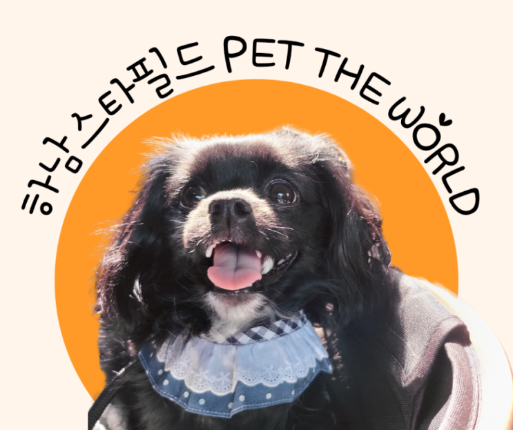  [하남] 스타필드 애견동반 반려동물 팝업스토어 펫더월드<PET THE WORLD> 내돈내산 방문후기