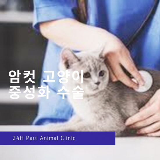 암컷 고양이 중성화 수술 비용과 장점, 순서, 분당 동물 병원 : 네이버 블로그 암컷 고양이 중성화 수술 비용과 장점, 순서, 분당 동물 병원 : 네이버 블로그