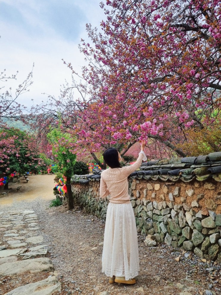  순천 선암사 겹벚꽃 개화시기 실시간 4월 꽃구경 전남 여행지 추천