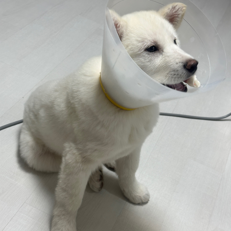  머루 견생 첫 병원 다녀온 날