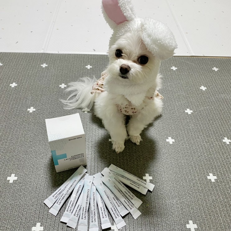  강아지설사원인 이걸로 해결해 볼까요? 강아지유산균추천