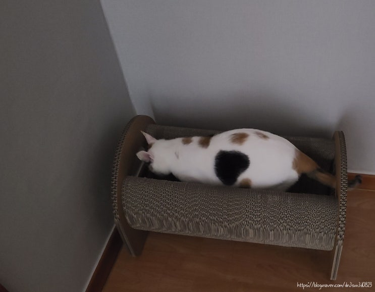  4월 첫째주 고양이 일기