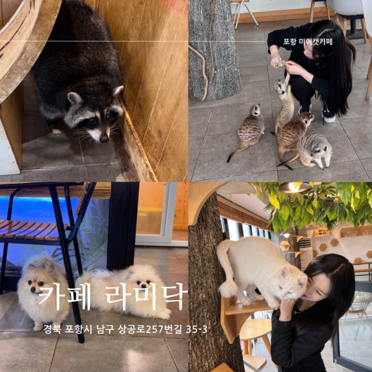 [ 포항 : 라미닥 ] : 포항미어캣 라쿤 고양이 강아지가 있는 카페 포항 가볼만한 곳