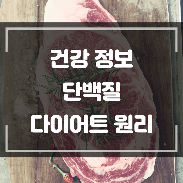  단백질을 먹으면 살이 빠지는 구조와 방법