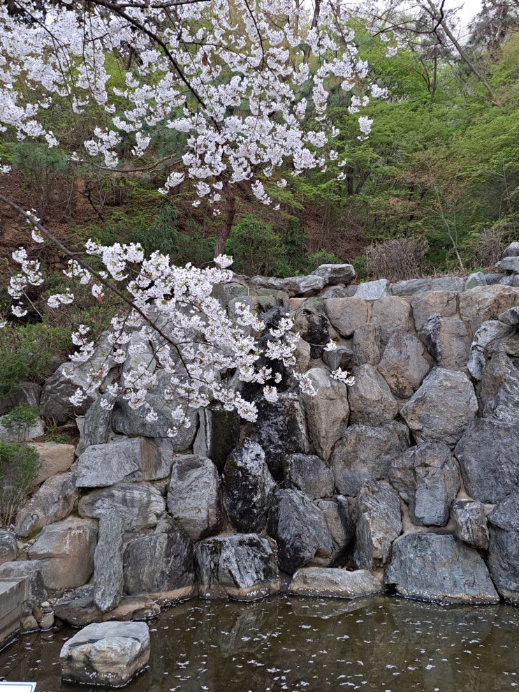 월미도 월미공원 벚꽃 구경 (2023.4.3~4.9)