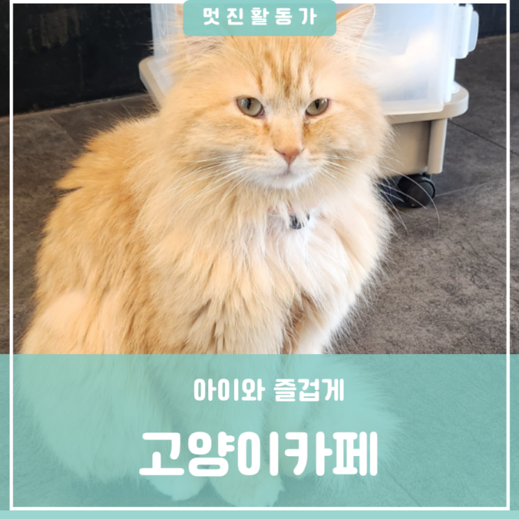 대전 세종 근교 아이와 가볼만한 곳 청주유기묘카페 청주고양이카페 캣인큐브 대전 세종 근교 아이와 가볼만한 곳 청주유기묘카페 청주고양이카페 캣인큐브