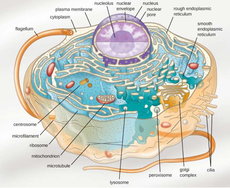 진핵 세포(Eukaryotic Cell)의 고유한 특성과 구조