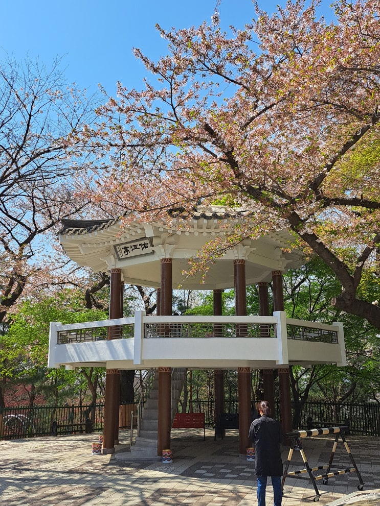 수봉공원 벚꽃 나들이 기록 (2023.4.9)