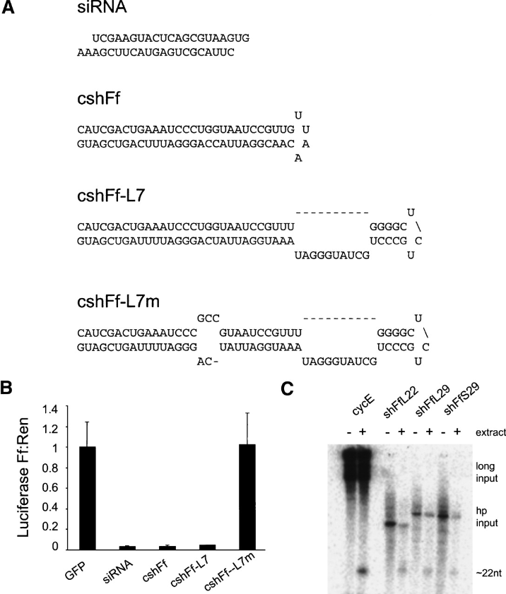 포유류 세포에서 염기서열 특이적 침묵을 유도하는 Short hairpin RNA(shRNA)