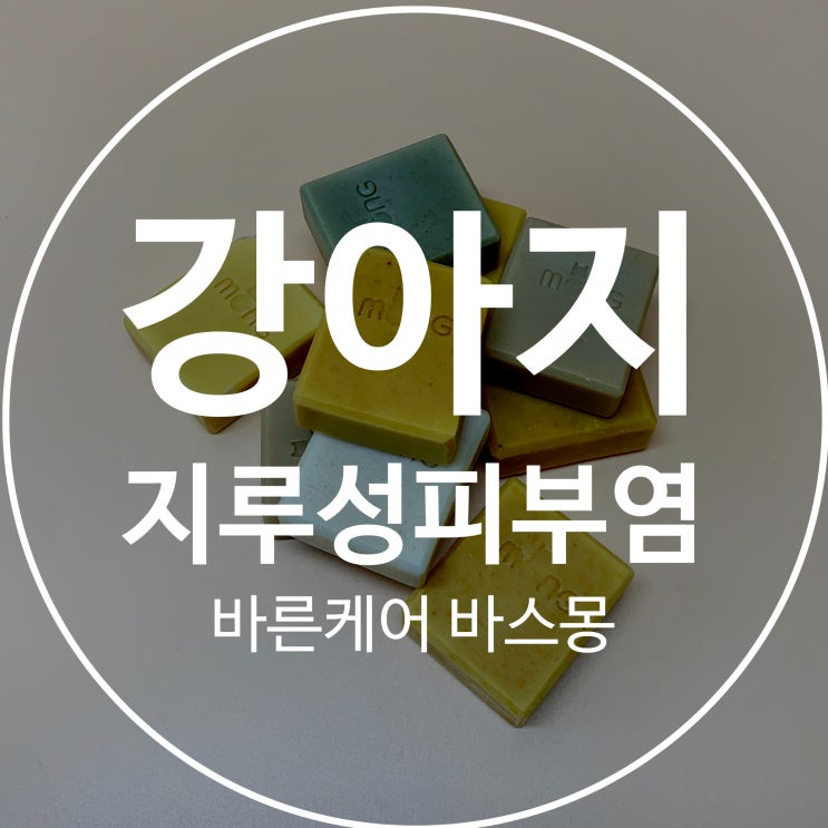  강아지 지루성 피부염  냄새 해결될까요?