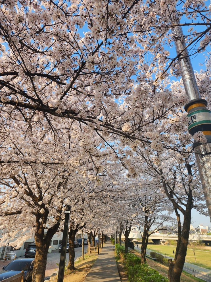  오산천과 오산종합운동장 사이 벗꽃터널길
