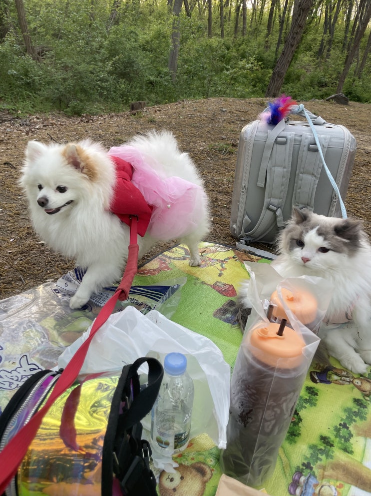 대구 두류공원 강아지 고양이 산책