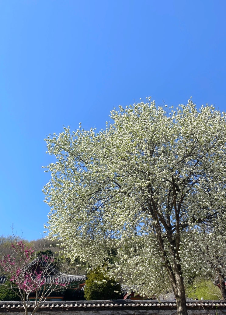  [여행] 경기도 안성 석남사 영산전 / [카페] 더 나이스 뷰 (가볼만한곳, 드라이브, 나들이, 드라마 도깨비 촬영지)