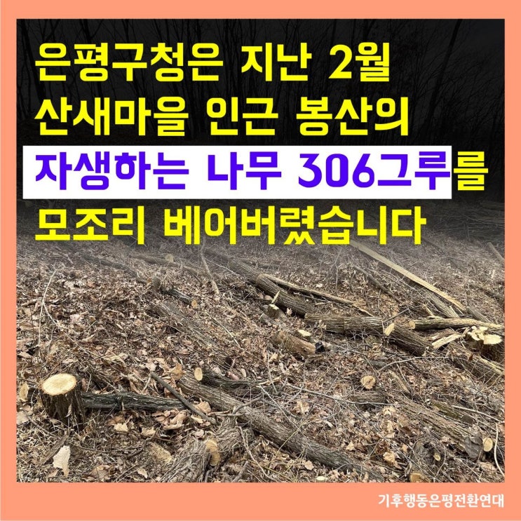  은평구 편백나무숲 조성사업 백지화와 봉산 복원이 필요합니다.