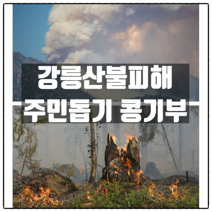  강릉산불 피해주민 돕기 해피빈 콩기부