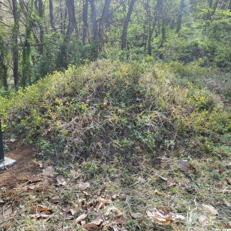  2023년 영동 용산면 화장후 가족묘이장안치 고인돌장묘개발 윤달