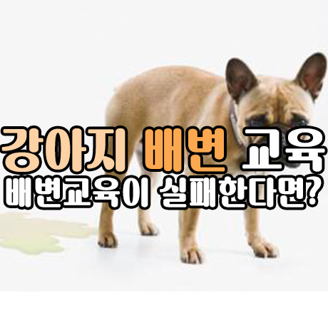  강아지 배변교육, 배변교육이 실패한다면?