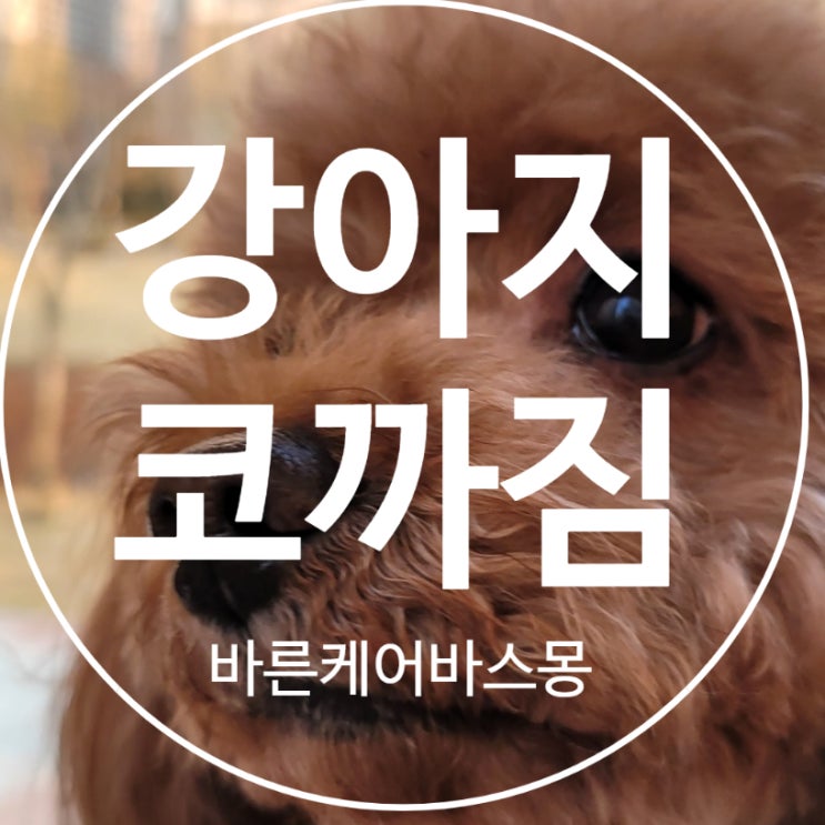  강아지 코까짐 , 코 변색 원인 및 해결책