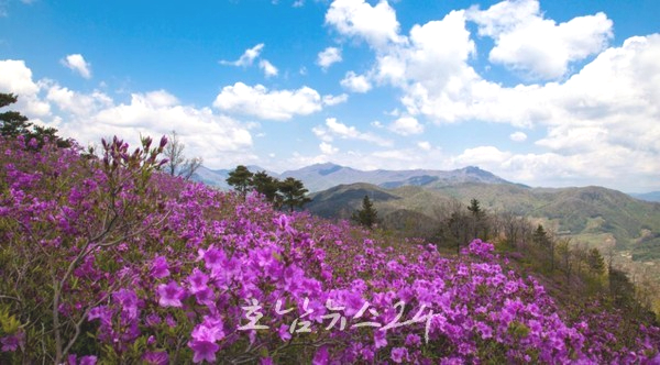  광양시, 4월 29일~30일 백운산 국사봉에서 ‘제15회 백운산 국사봉 철쭉 축제’ 열려