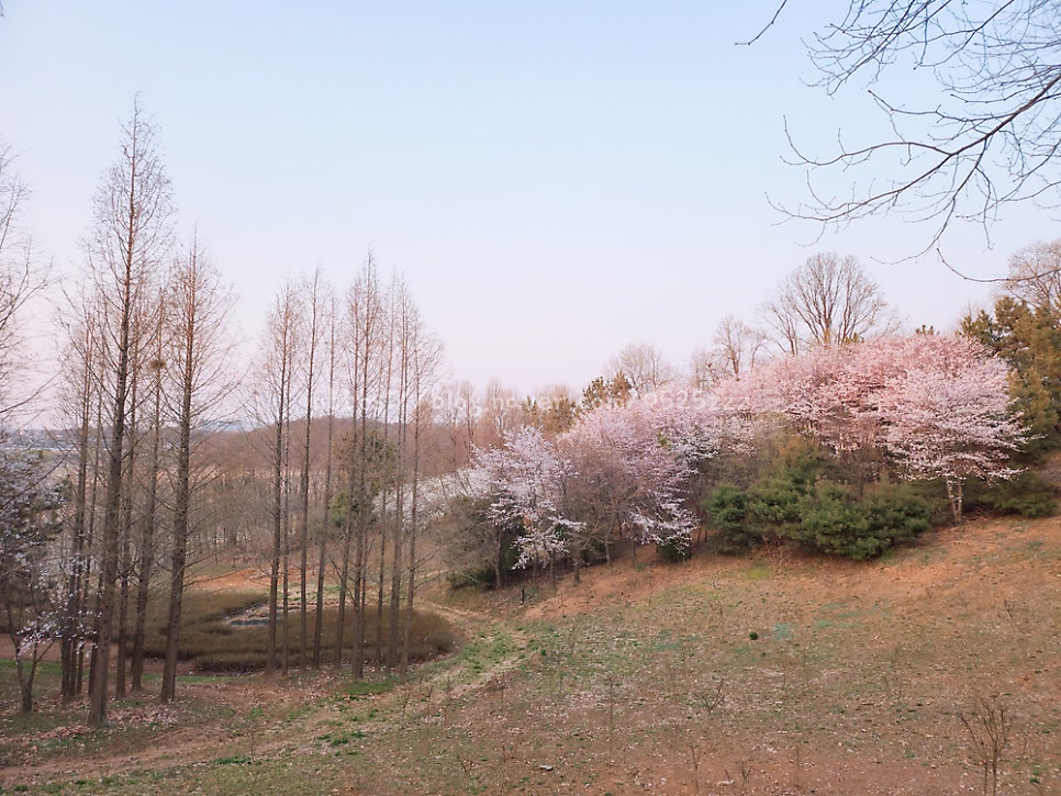 [인천 꽃놀이 연희공원]인천 서구 청라 연희공원 벚꽃 자연마당 인천 벚꽃 명소 꽃놀이 산책 나들이 주말 데이트 너무 예쁜 연희공원 관련 사진