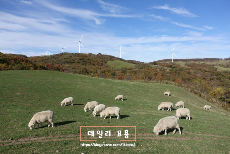  강원도 여행 평창군 대관령 삼양목장 티켓, 입장권 저렴하게 구매하는 방법 공유