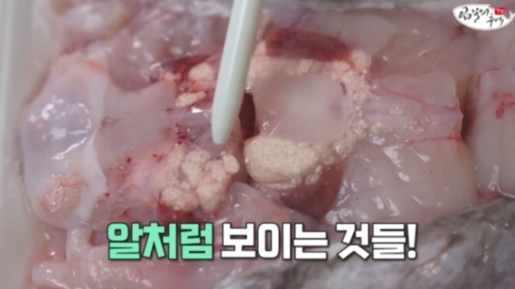  이게 아귀 알이 아니라고???