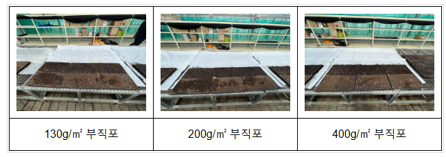 참깨 모 저온 피해, 부직포 덮어 막는다_농촌진흥청 참깨 모 저온 피해, 부직포 덮어 막는다_농촌진흥청