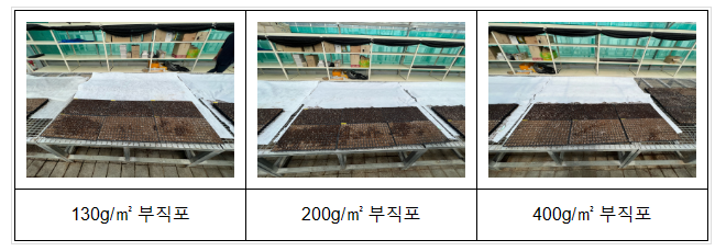 참깨 모 저온 피해, 부직포 덮어 막는다_농촌진흥청