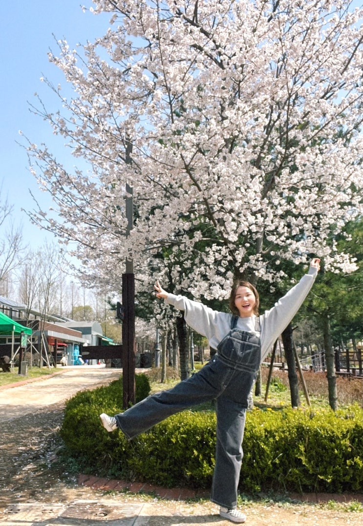  4월 첫째주 일상, 벚꽃엔딩, 인천대공원 캠핑장
