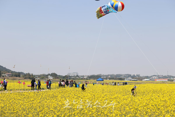  영암군, 4월 14일부터 제3회 영암 월출산 경관단지 유채꽃 축제 개막