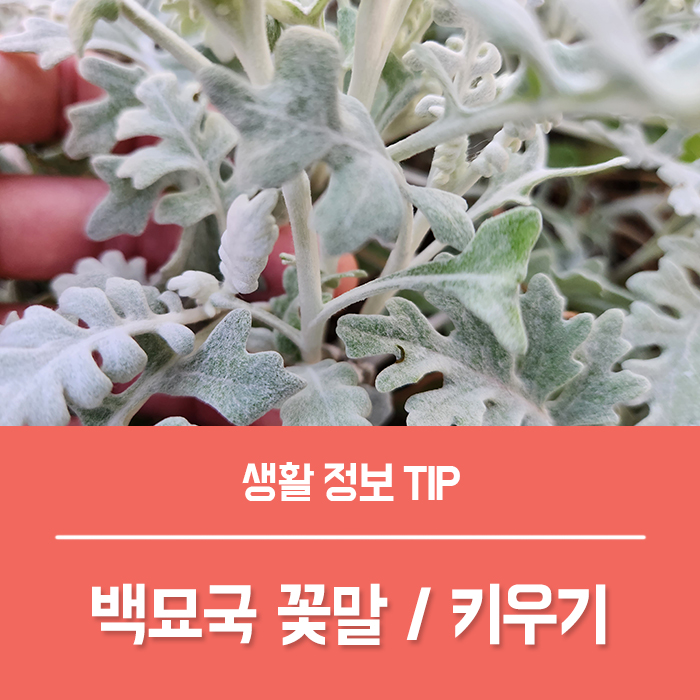  백묘국 (설국) 꽃말 특징, 백묘국 키우기