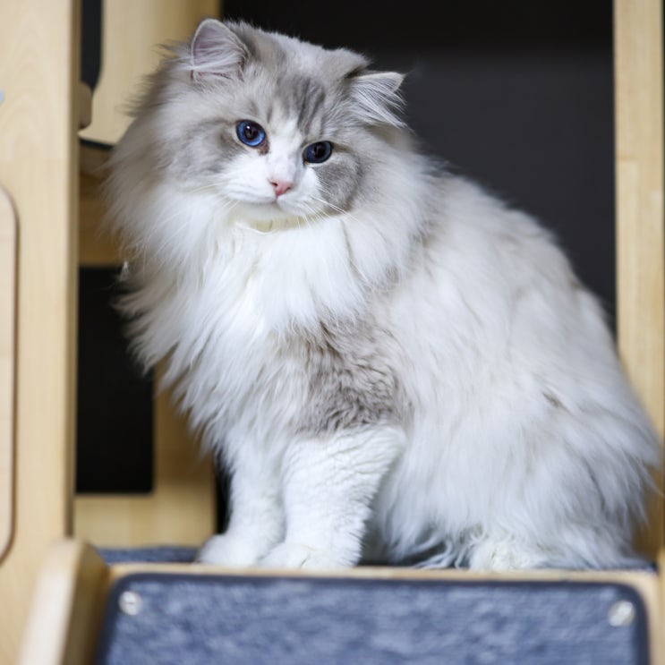 랙돌 고양이 성별 차이점, 암컷 수컷 성묘 성장시 성격 크기 특징에 대해