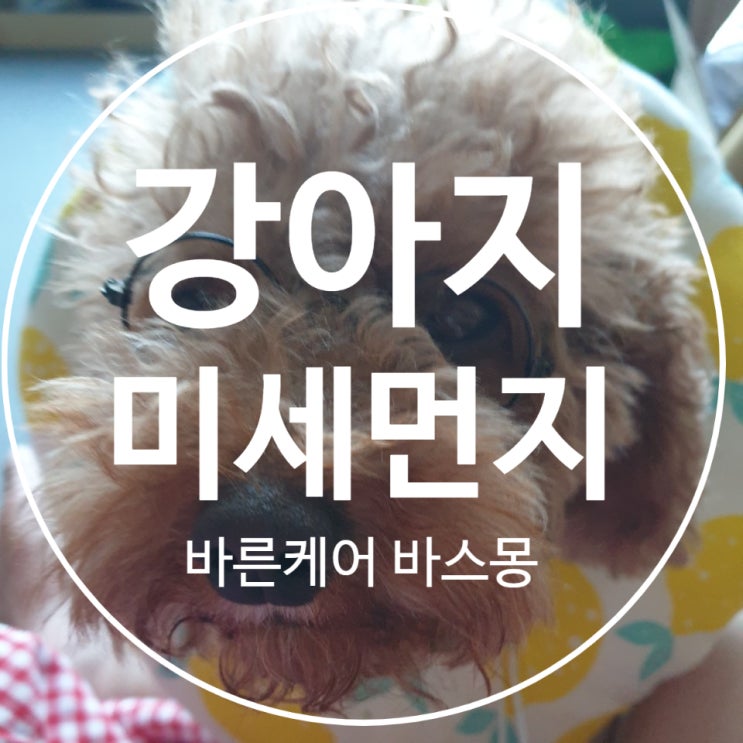  강아지 황사 미세먼지 위험성 및 대처법