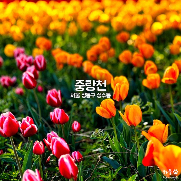  중랑천 튤립축제｜꽃말｜자전거대여소｜용비쉼터