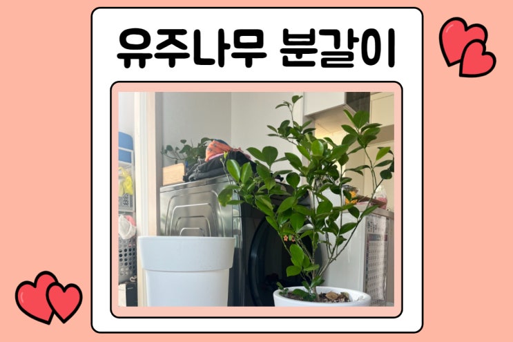  유주나무 분갈이 했어요