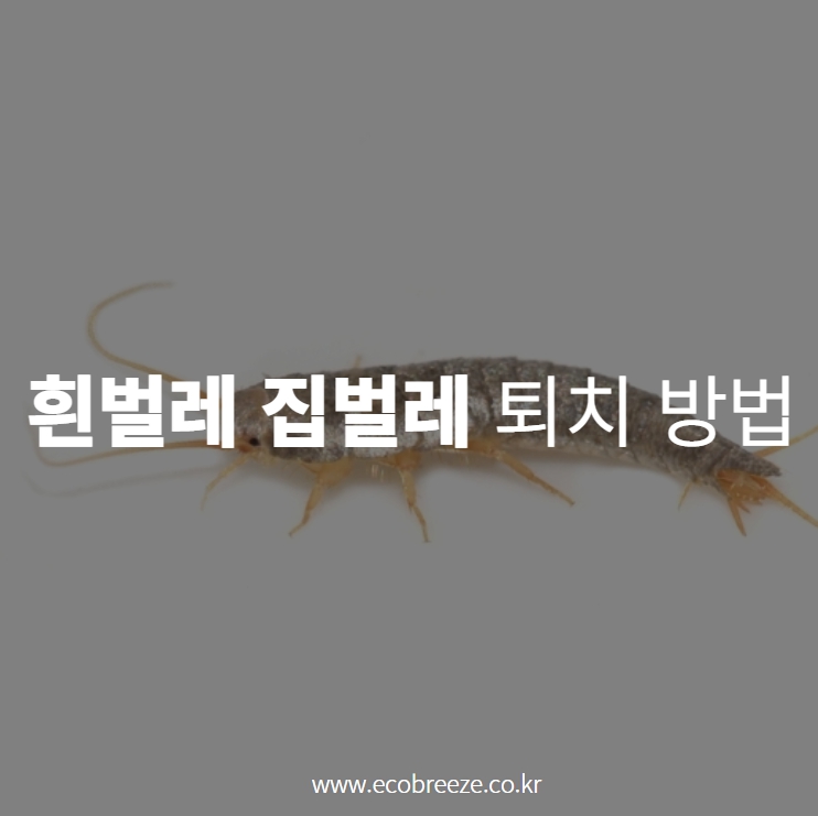  흰벌레 집벌레 퇴치방법 4가지