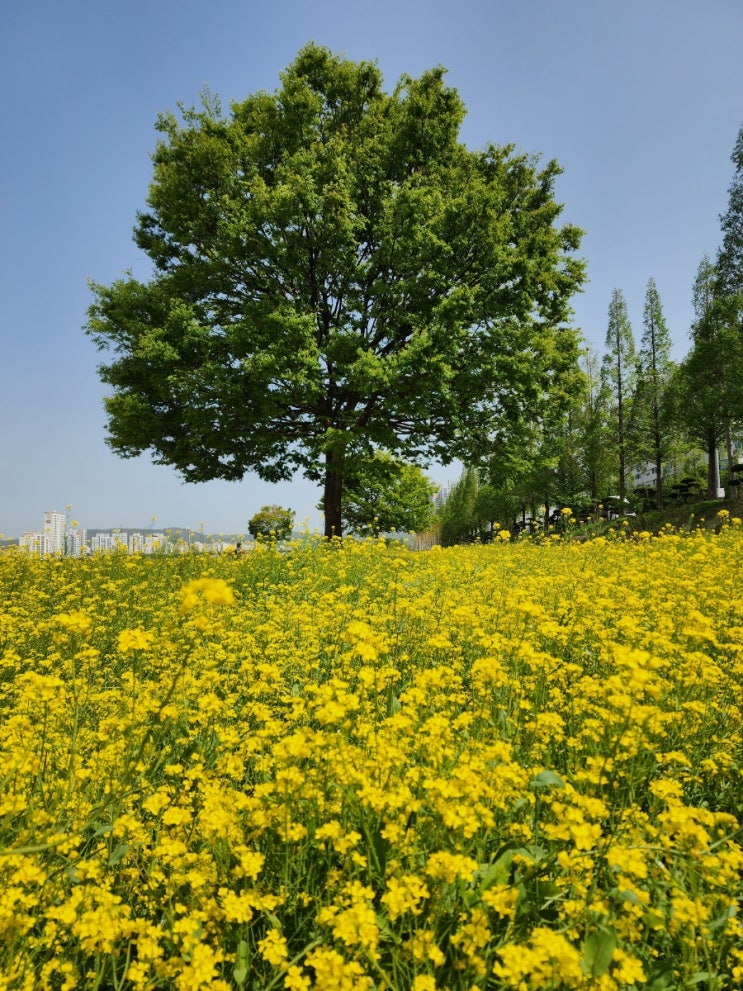  울산 유채꽃은 역시 태화강변유채꽃단지