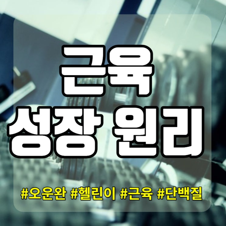  여름철준비! 근육 성장의 원리 헬린이들 필독 운동 휴식기간